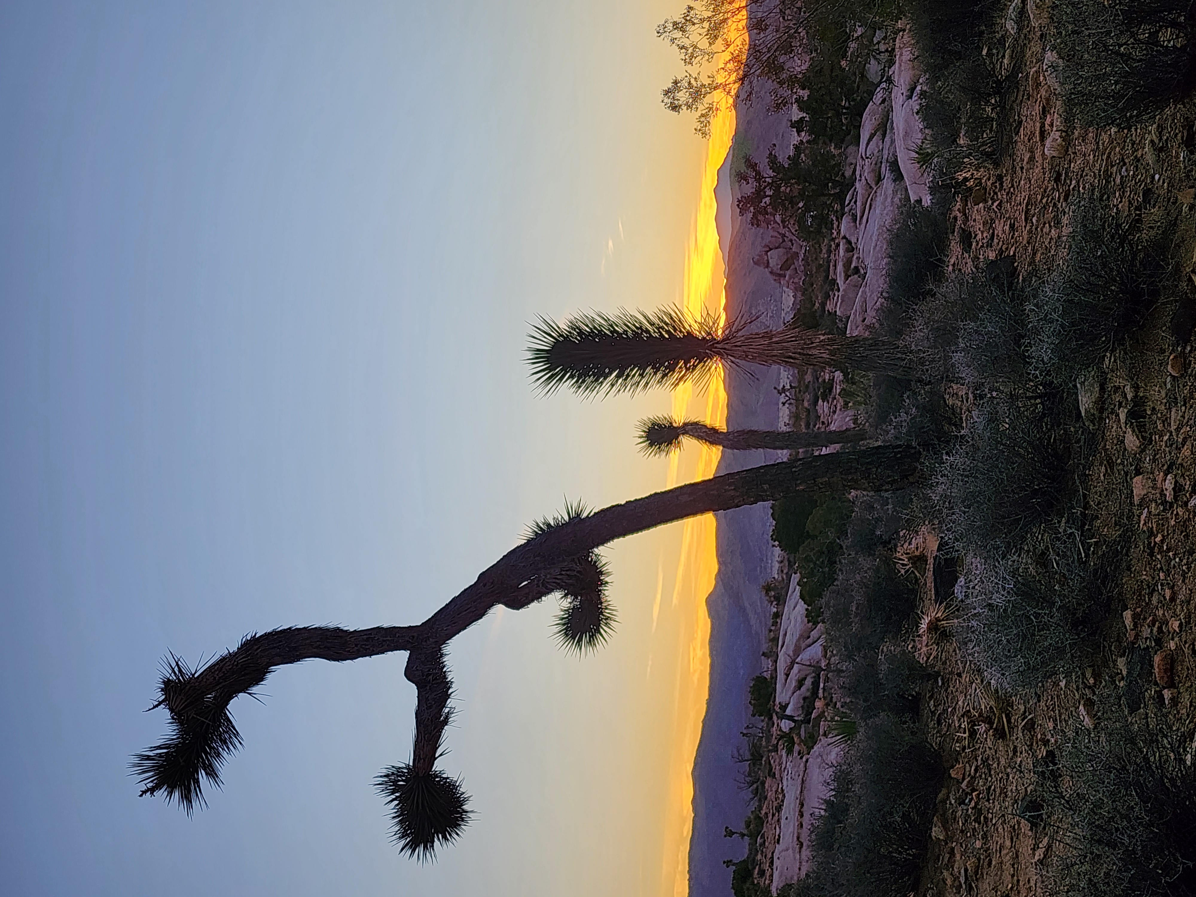 Joshua Tree National Park Nov. 1 to 11, 2028